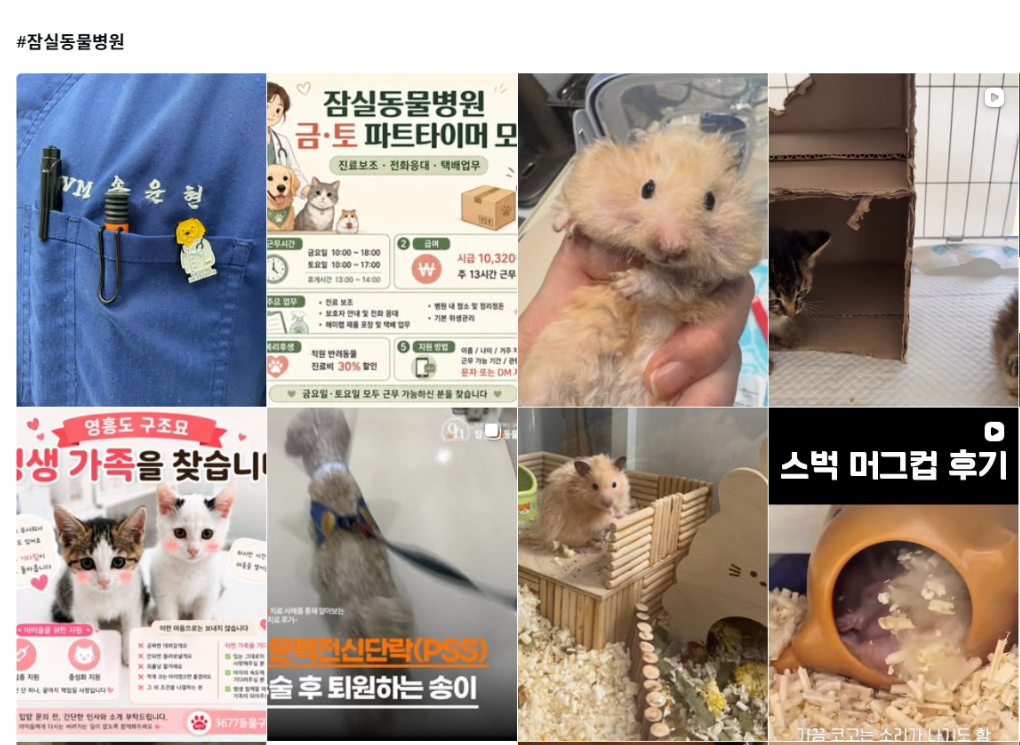 잠실동물병원 인스타그램 운영 사례